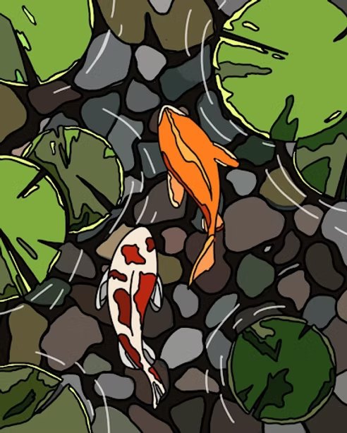 Two koi fish swimming over stones and lily pads in a pond